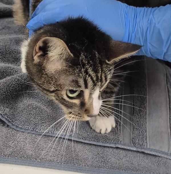 Dinah-In Foster, Adoptable, Adult Female Domestic Short Hair.