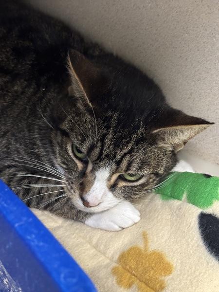 Dinah-In Foster, a Adoptable mixed breed in Silverdale, WA image 2/2