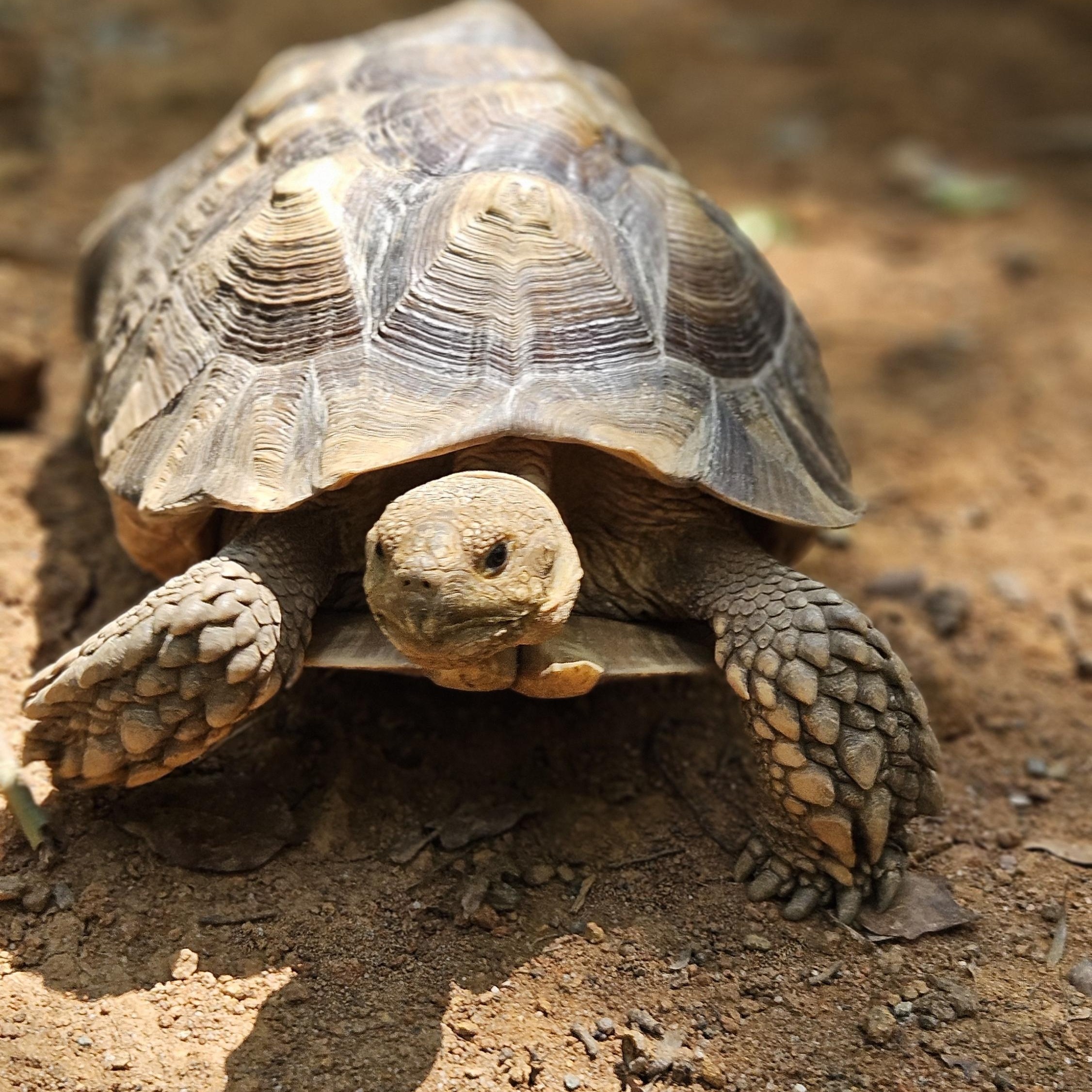 Oogway, Adoptable, Young Unknown Sulcata.