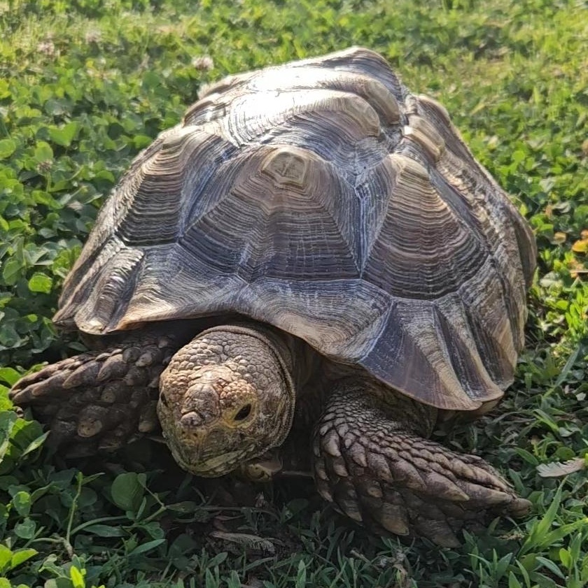 Enlarge Oogway, a Adoptable Sulcata in Huntersville, NC image 2/2