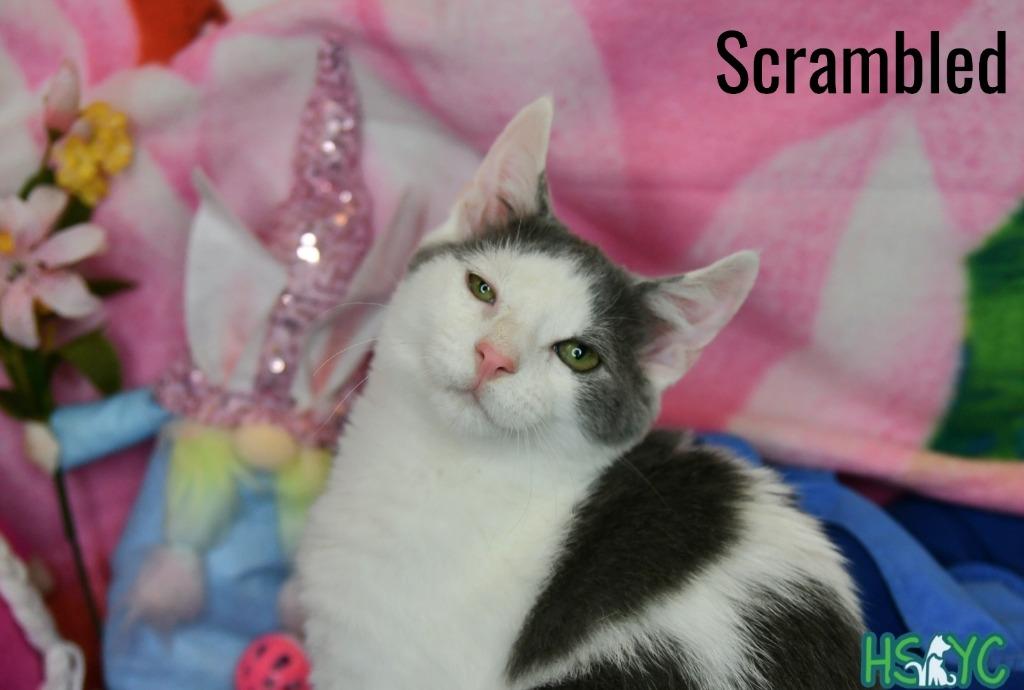 Scrambled, Adoptable, Kitten Male Domestic Short Hair.