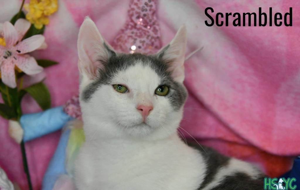 Enlarge Scrambled, a Adoptable mixed breed in Fort Mill, SC image 2/4