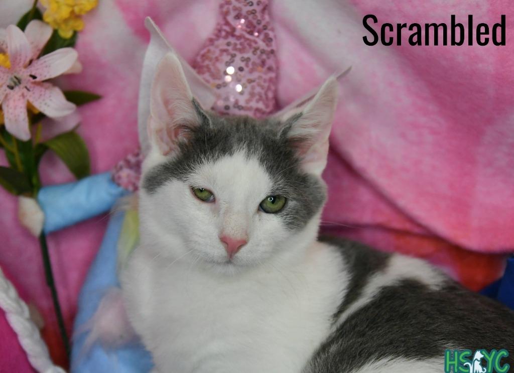 Enlarge Scrambled, a Adoptable mixed breed in Fort Mill, SC image 3/4