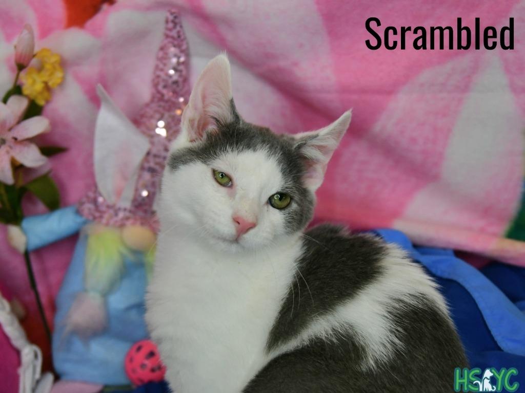 Enlarge Scrambled, a Adoptable mixed breed in Fort Mill, SC image 4/4