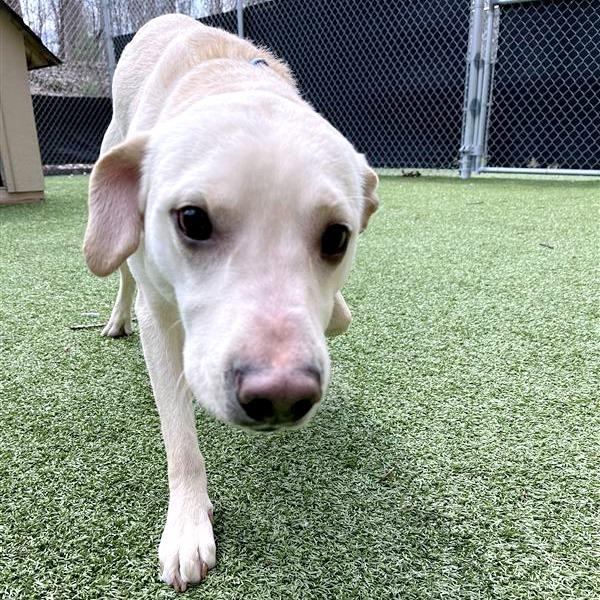 Auto, Adoptable, Adult Male Yellow Labrador Retriever & Mixed Breed.