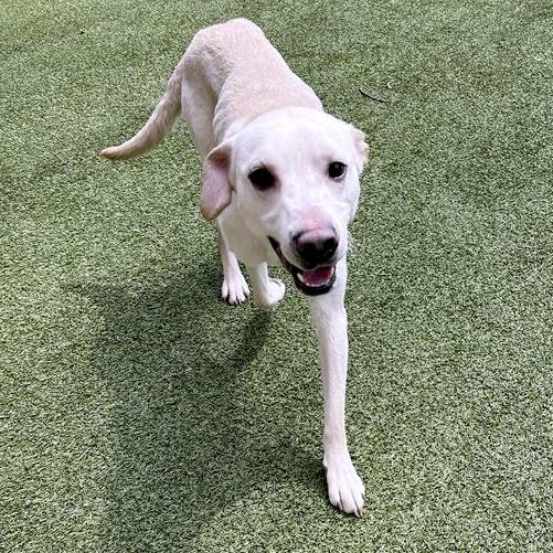 Enlarge Auto, a Adoptable mixed breed in South Burlington, VT image 2/6