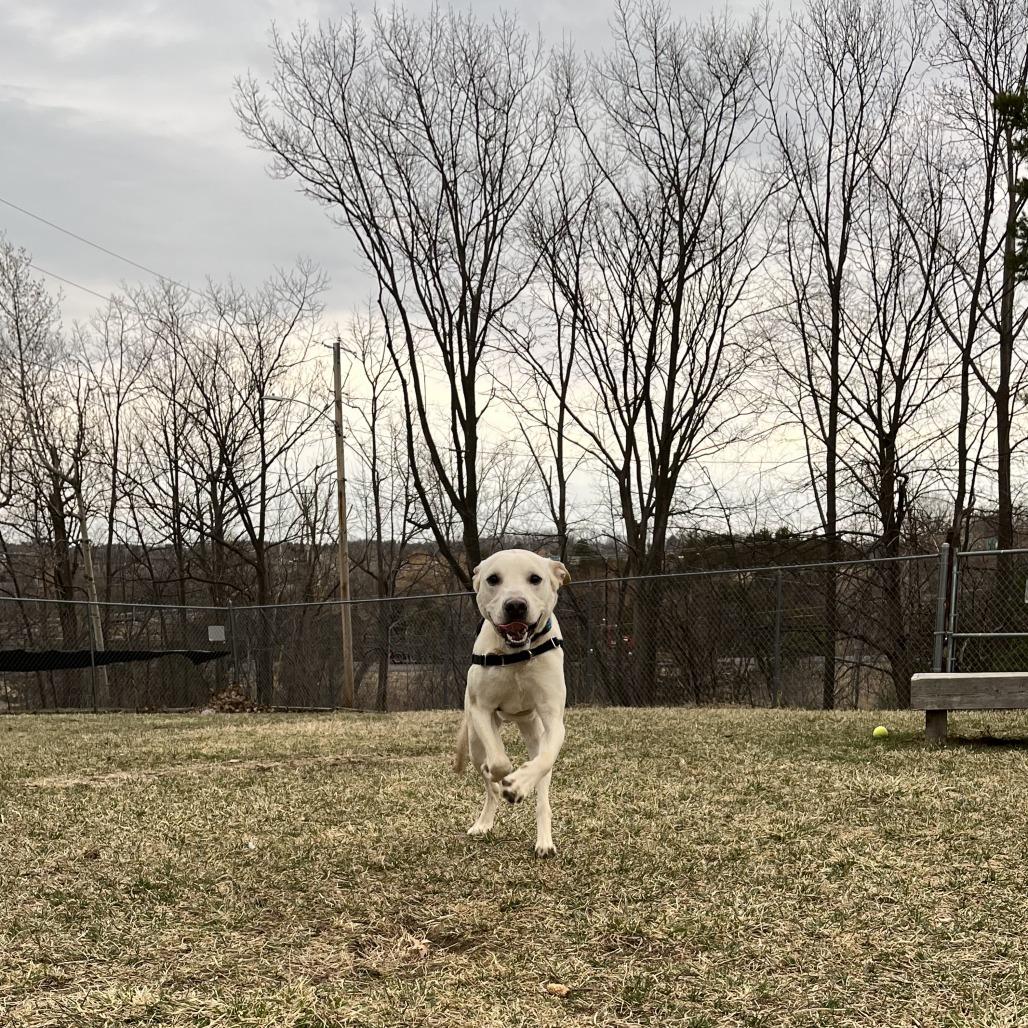 Enlarge Auto, a Adoptable mixed breed in South Burlington, VT image 3/6