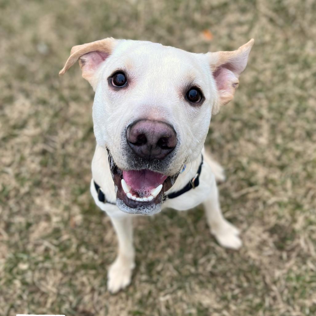 Enlarge Auto, a Adoptable mixed breed in South Burlington, VT image 4/6