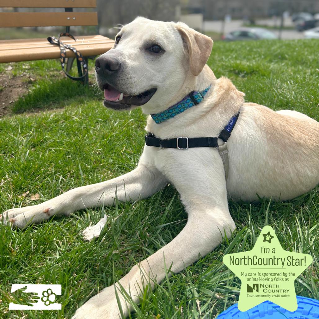 Enlarge Auto, a Adoptable mixed breed in South Burlington, VT image 5/6