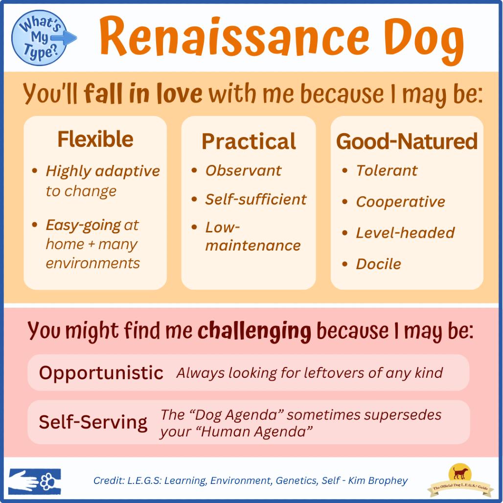 Enlarge Auto, a Adoptable mixed breed in South Burlington, VT image 6/6