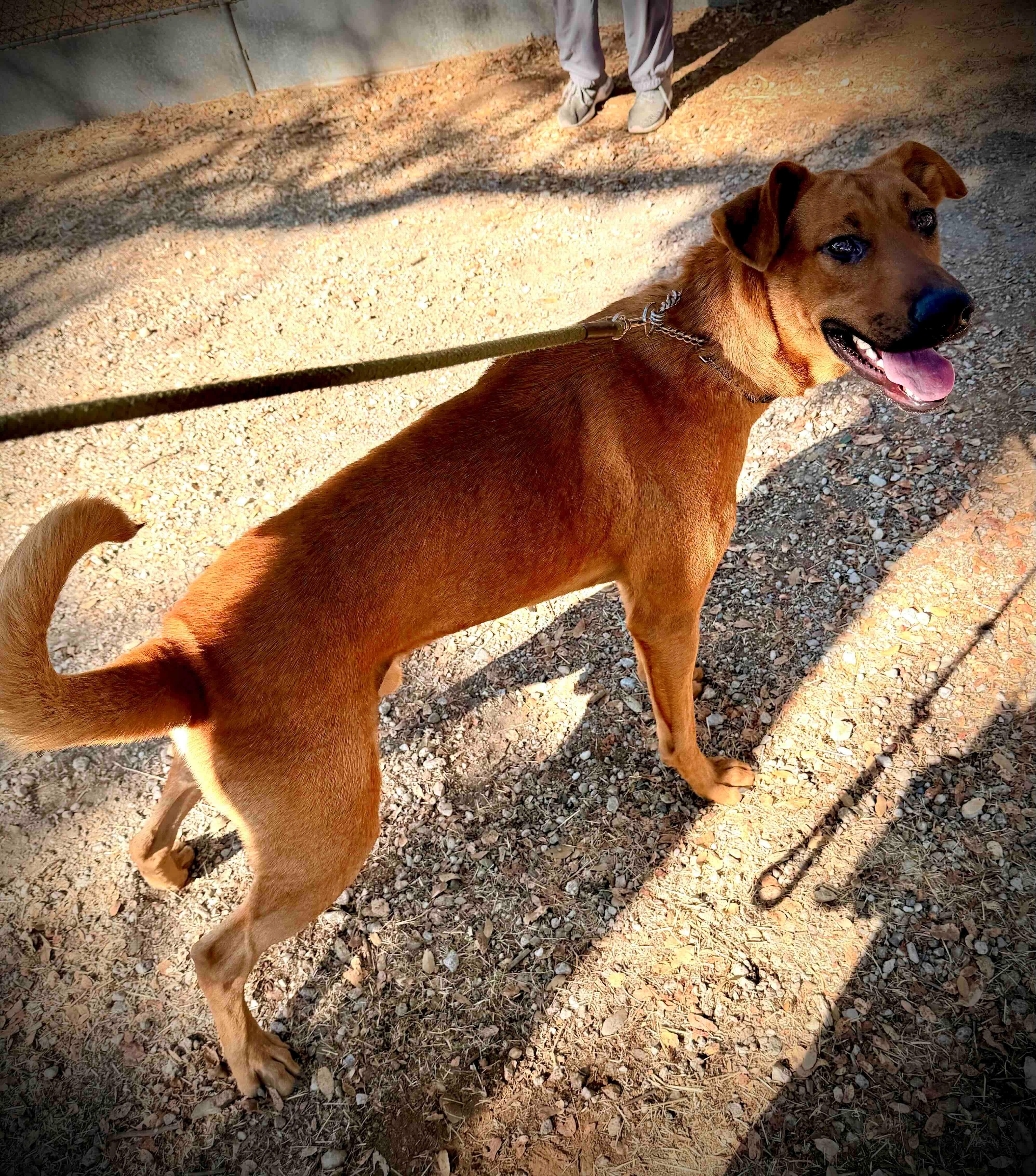 Clifford A061288, Adoptable, Young Male Rhodesian Ridgeback.