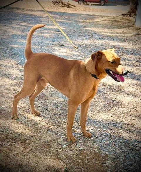 Enlarge Clifford A061288, a Adoptable mixed breed in San Andreas, CA image 2/2