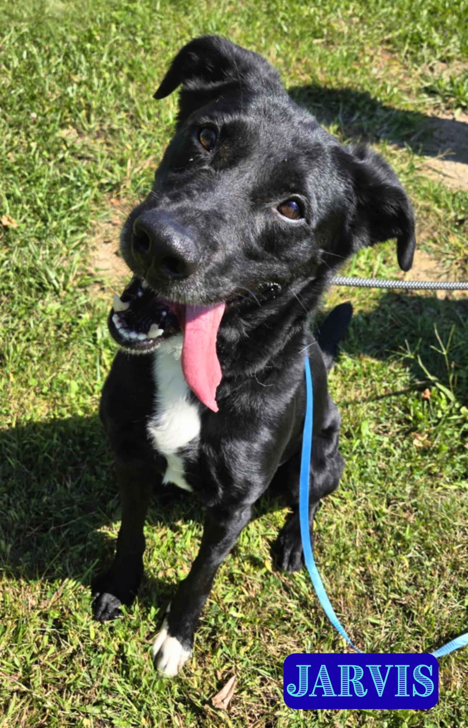 Jarvis, an adoptable mixed breed in Valparaiso, IN image 3/4