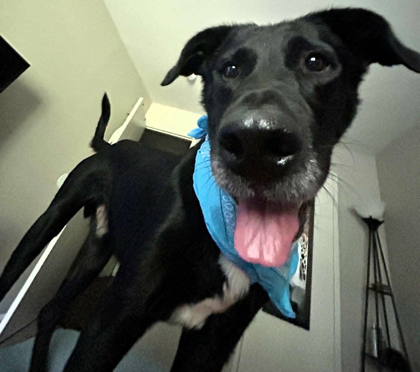 Jarvis, an adoptable mixed breed in Valparaiso, IN image 1/4