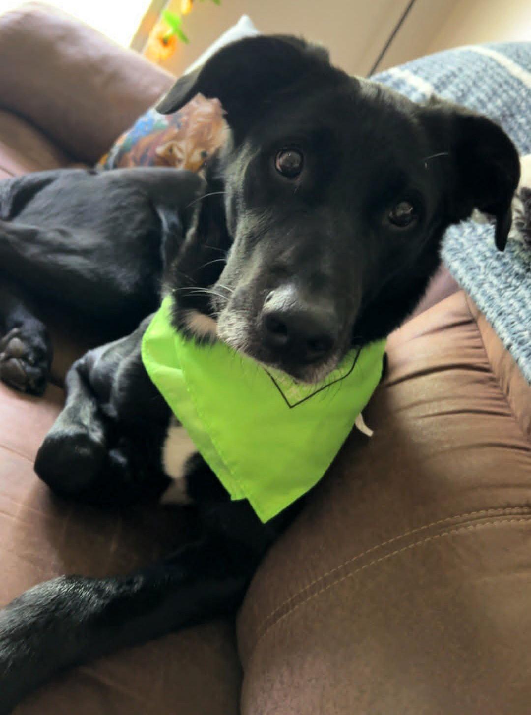 Jarvis, an adoptable mixed breed in Valparaiso, IN image 2/4