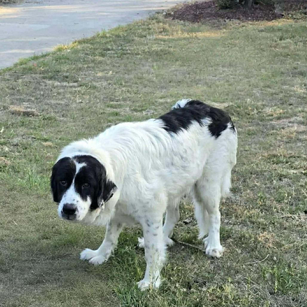 Ms. Frizzle, Adoptable, Adult Female Great Pyrenees & Mixed Breed.