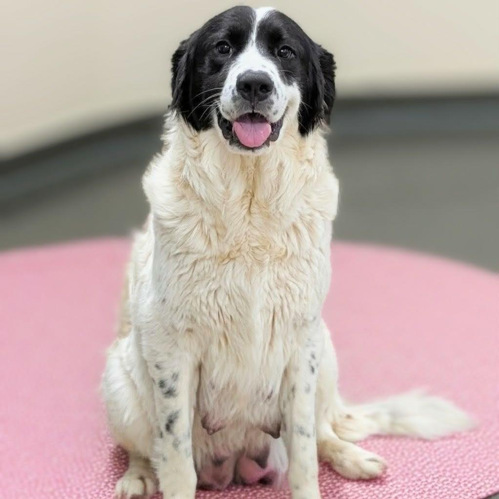 Enlarge Ms. Frizzle, a Adoptable mixed breed in Griswold, CT image 3/3