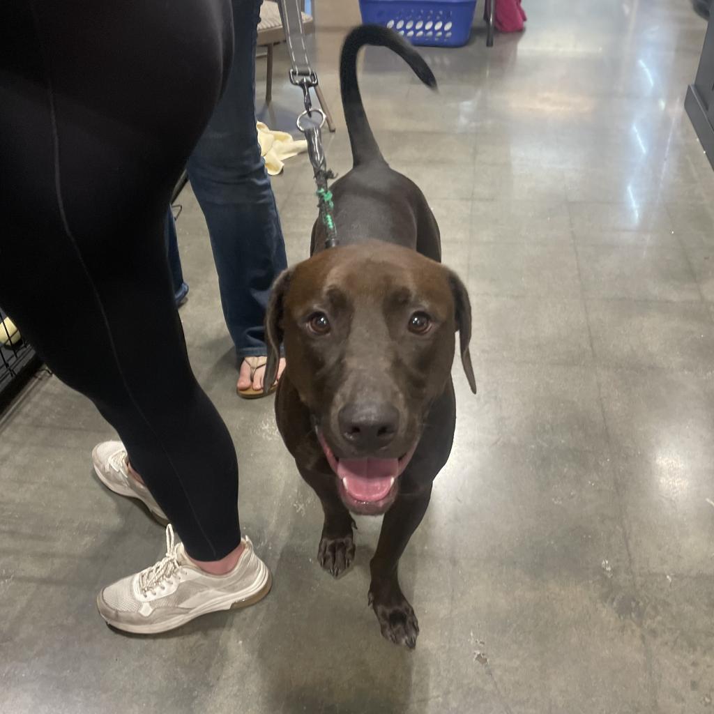 Dave, Adoptable, Adult Male Labrador Retriever.