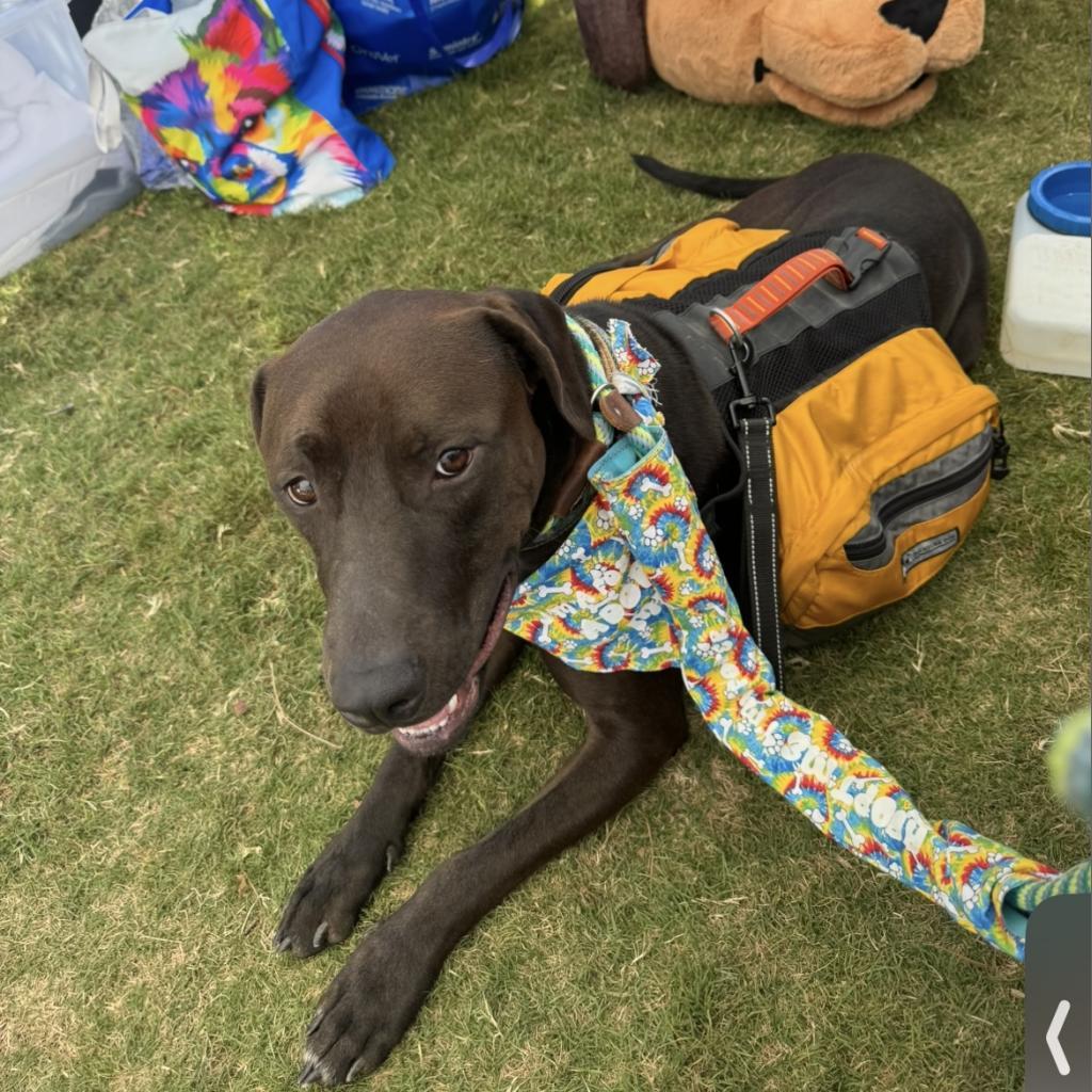 Enlarge Dave, a Adoptable mixed breed in Fayetteville, GA image 2/6