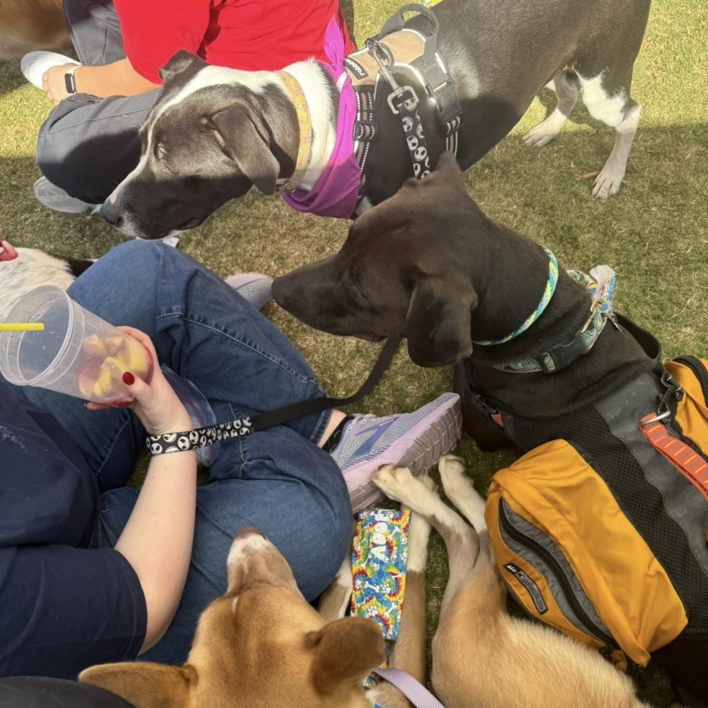 Enlarge Dave, a Adoptable mixed breed in Fayetteville, GA image 3/6