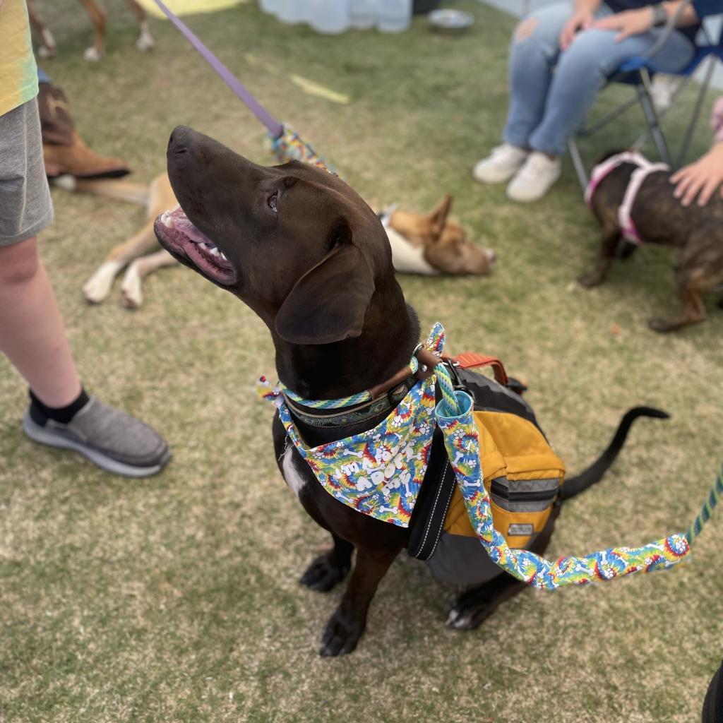 Enlarge Dave, a Adoptable mixed breed in Fayetteville, GA image 4/6
