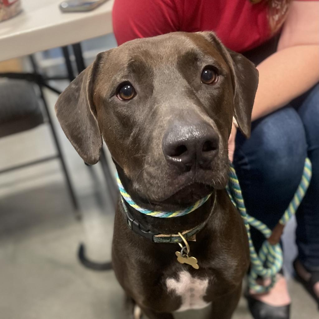 Enlarge Dave, a Adoptable mixed breed in Fayetteville, GA image 5/6