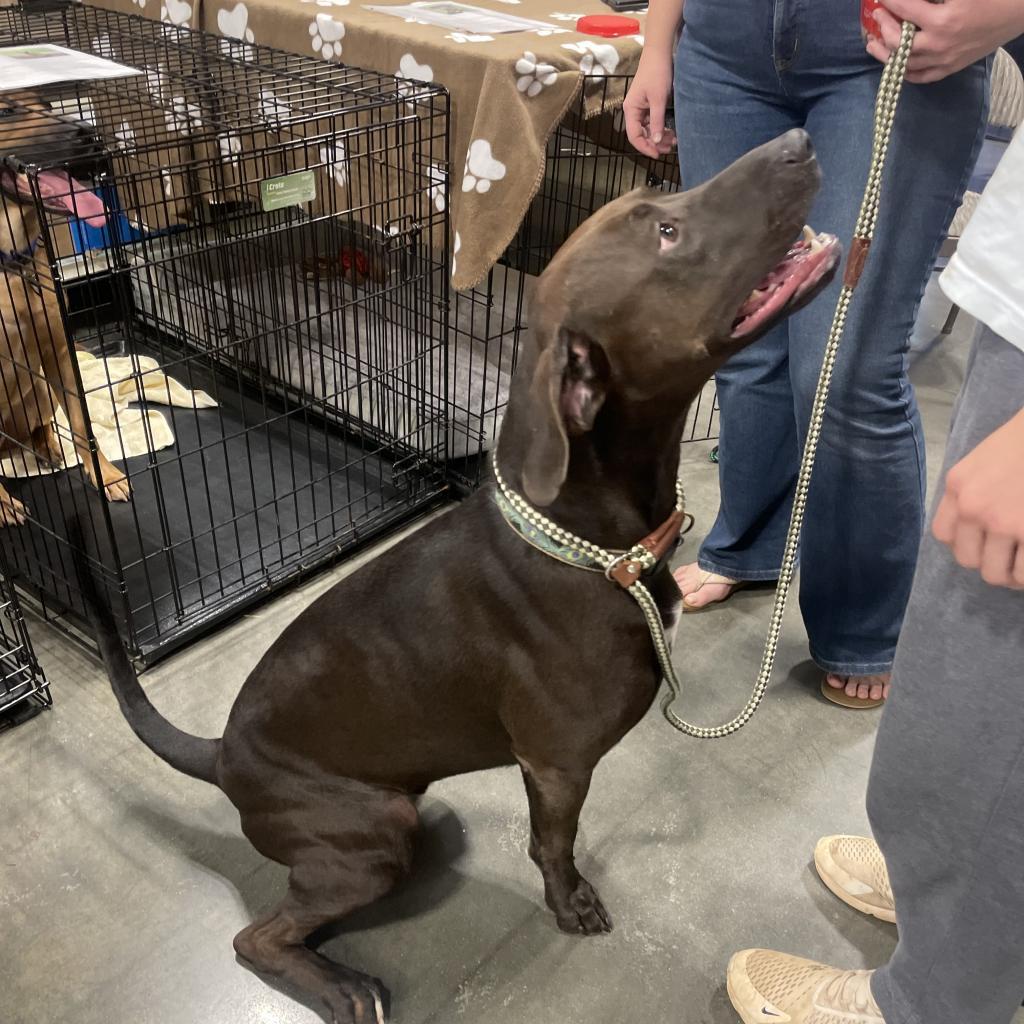 Enlarge Dave, a Adoptable mixed breed in Fayetteville, GA image 6/6