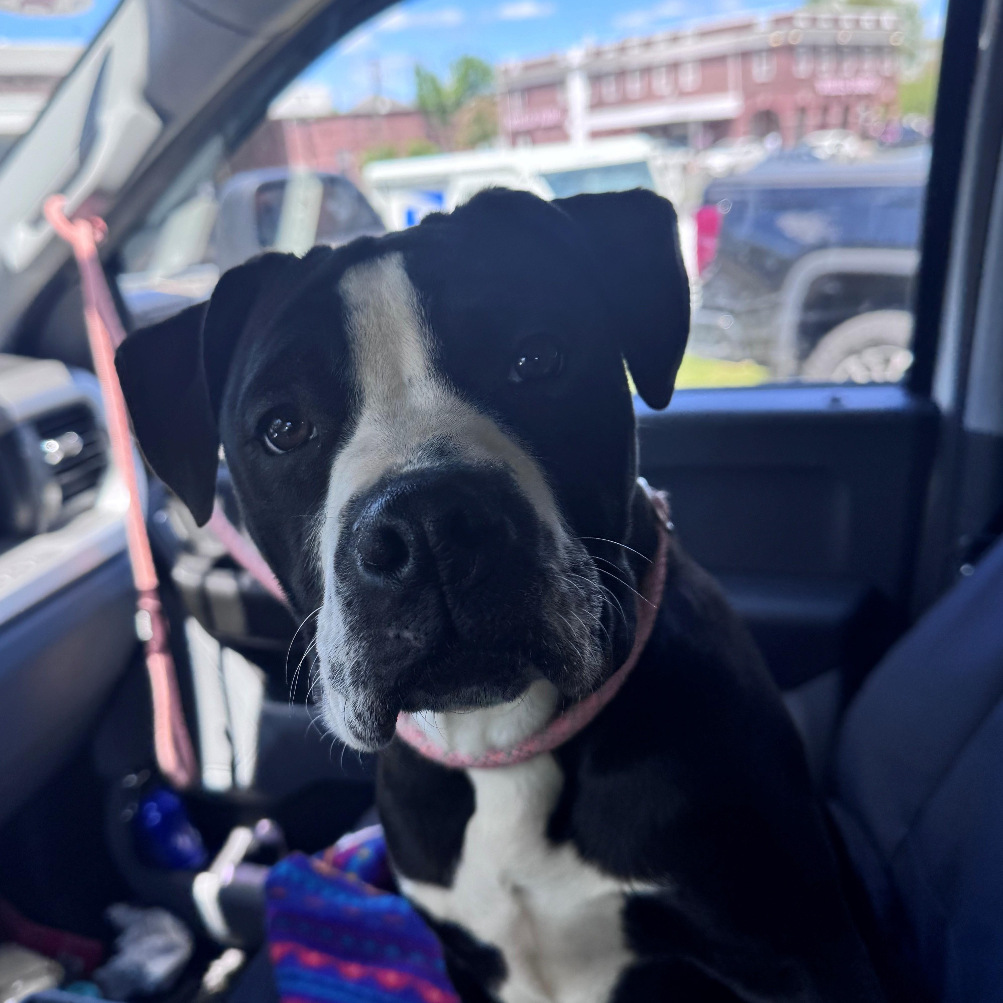 Mona, ADOPTABLE, Young Female Mixed Breed.