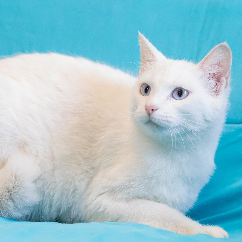 Enlarge Minerva, a Adoptable Domestic Short Hair in Cartersville, GA image 2/4