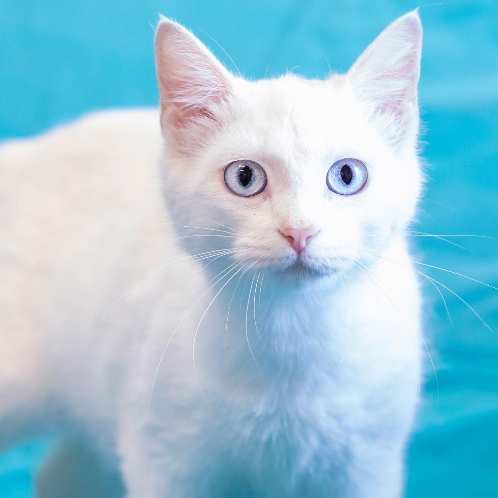 Enlarge Minerva, a Adoptable Domestic Short Hair in Cartersville, GA image 3/4