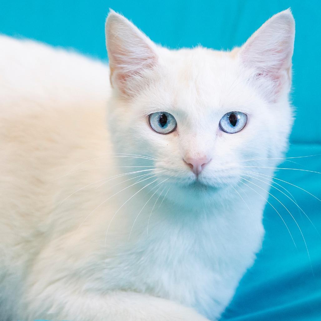 Enlarge Minerva, a Adoptable Domestic Short Hair in Cartersville, GA image 4/4