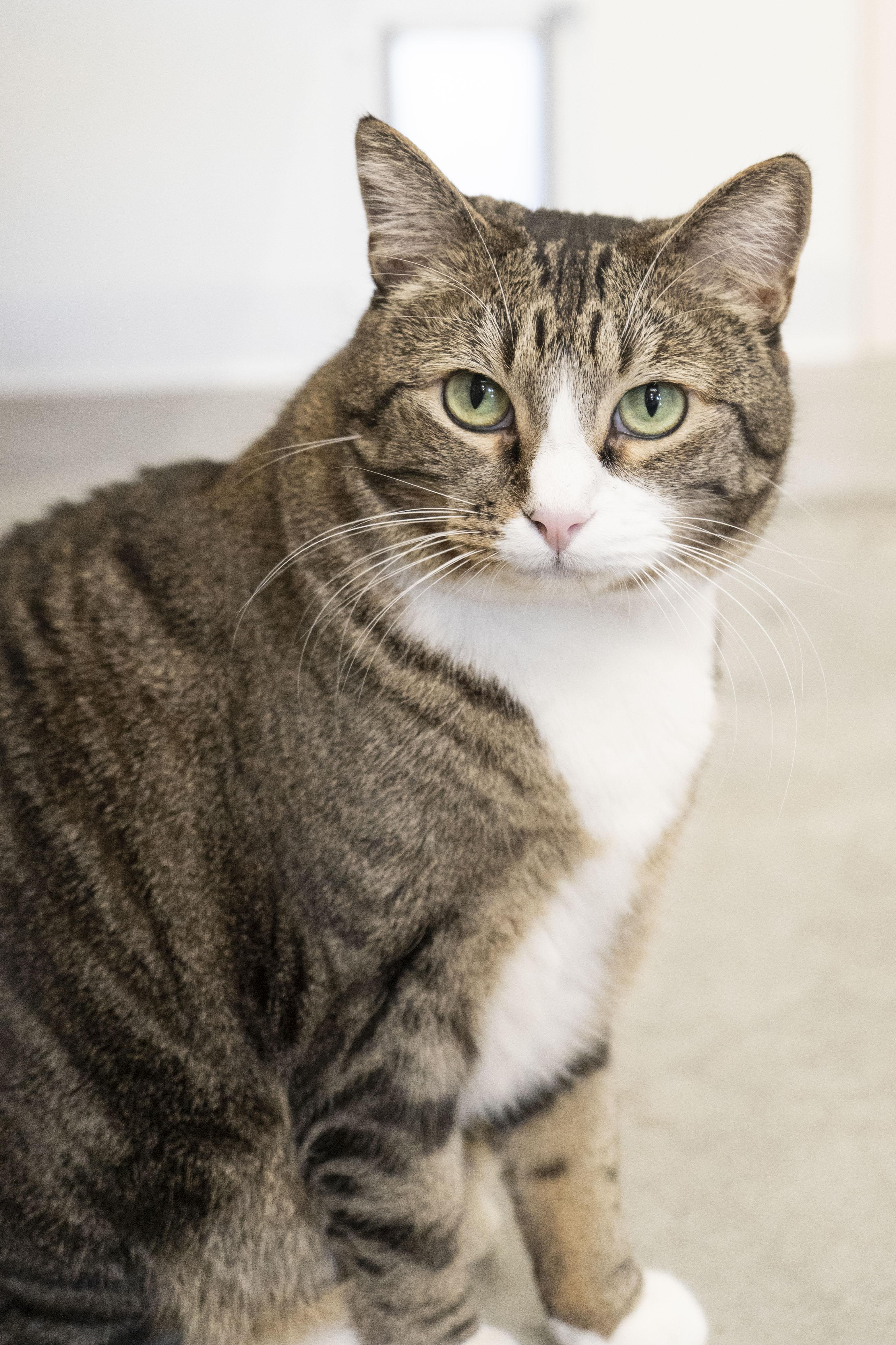 Enlarge Squeaker, a ADOPTABLE Domestic Short Hair in Boise, ID image 1/5