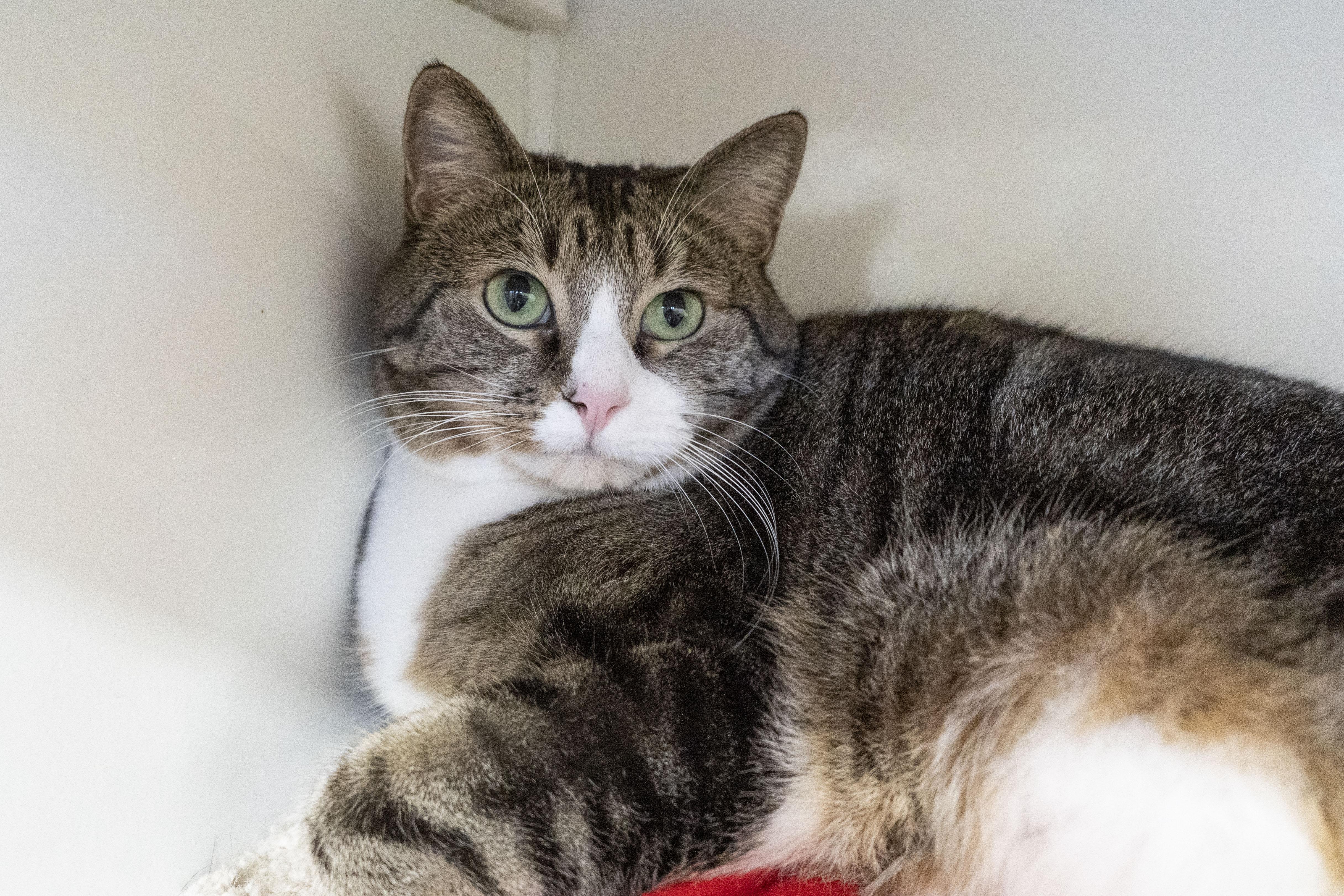 Enlarge Squeaker, a ADOPTABLE Domestic Short Hair in Boise, ID image 2/5