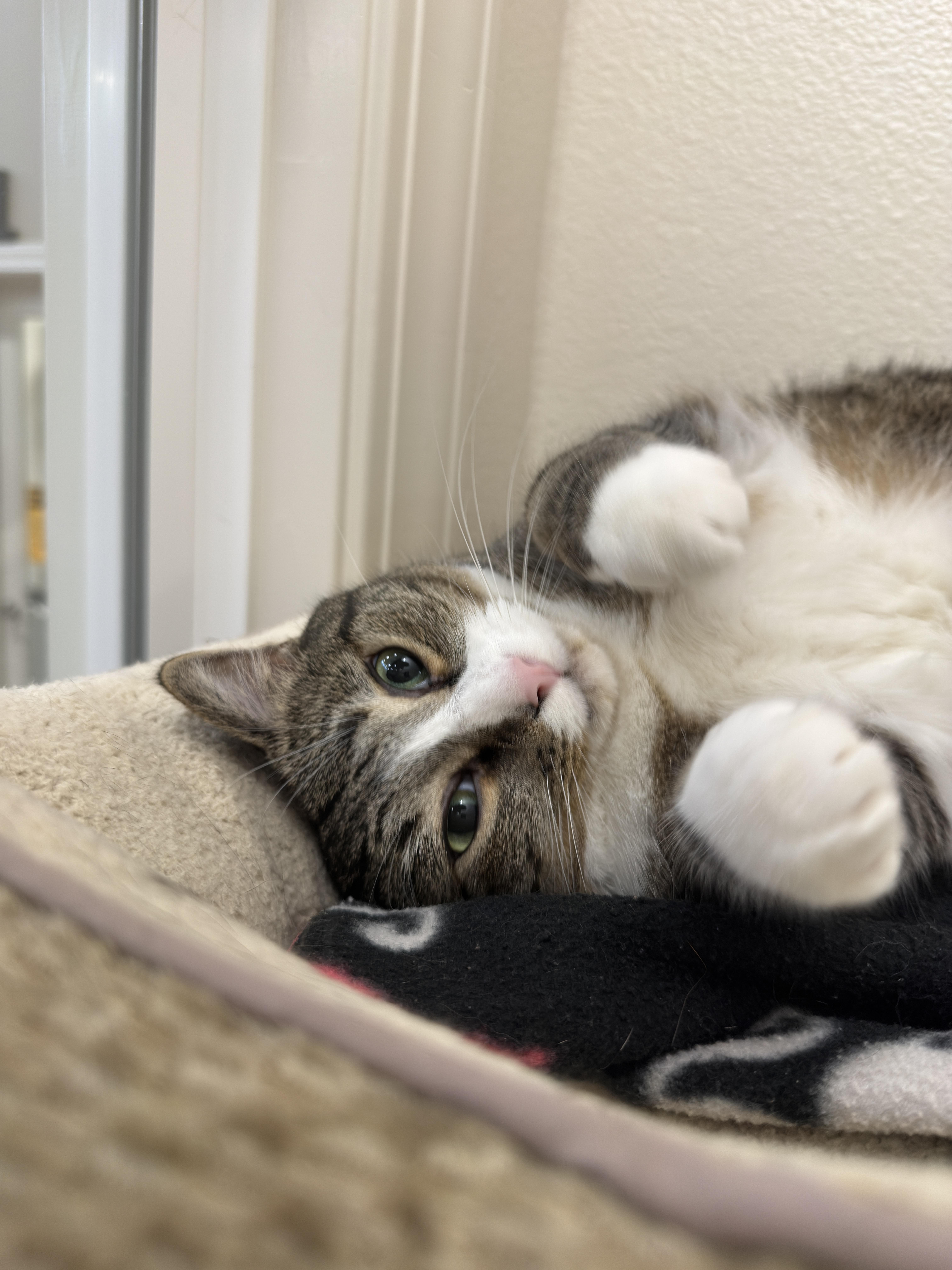Squeaker, a ADOPTABLE Domestic Short Hair in Boise, ID image 1/3