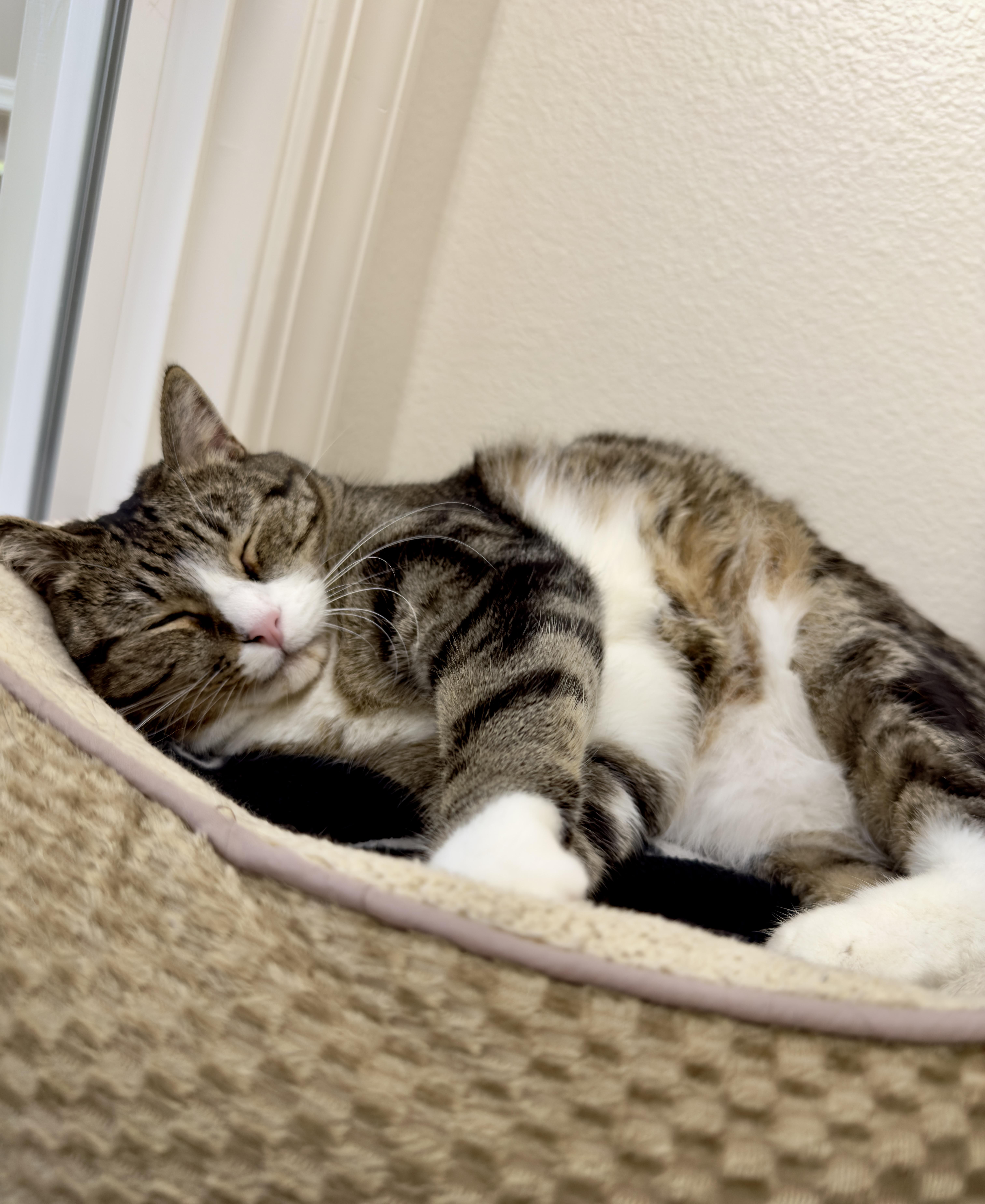 Squeaker, a ADOPTABLE Domestic Short Hair in Boise, ID image 3/3