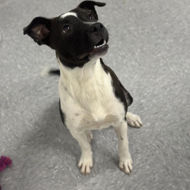 Faye, Adoptable, Young Female Black Labrador Retriever.