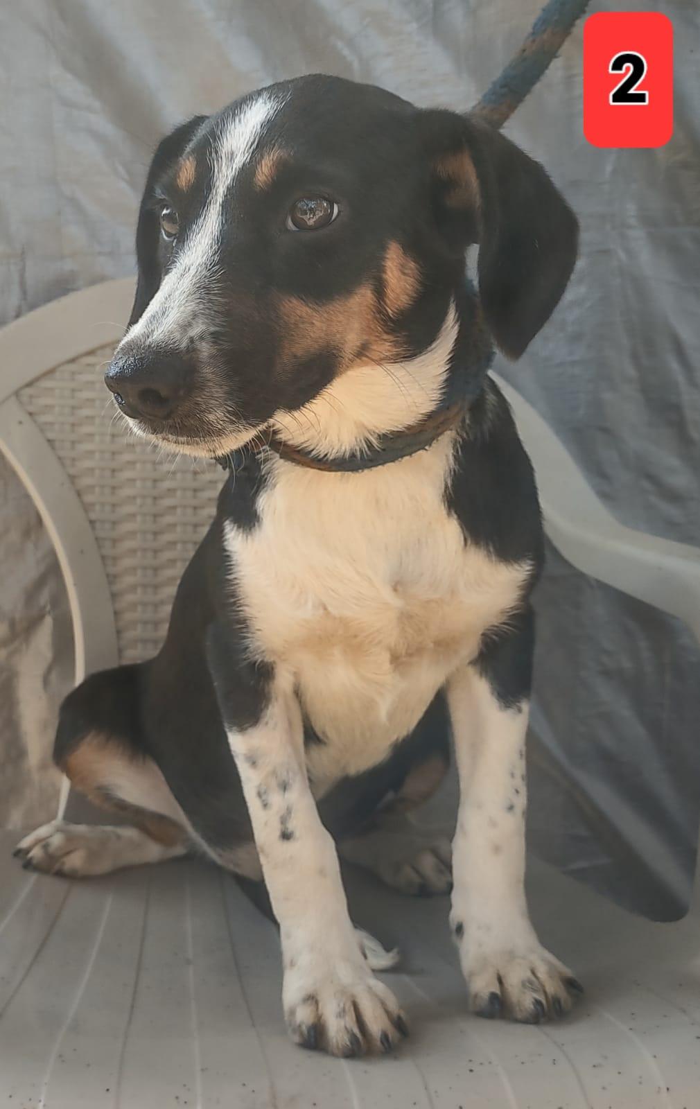 Dapstell, Adopted, Puppy Female Beagle.