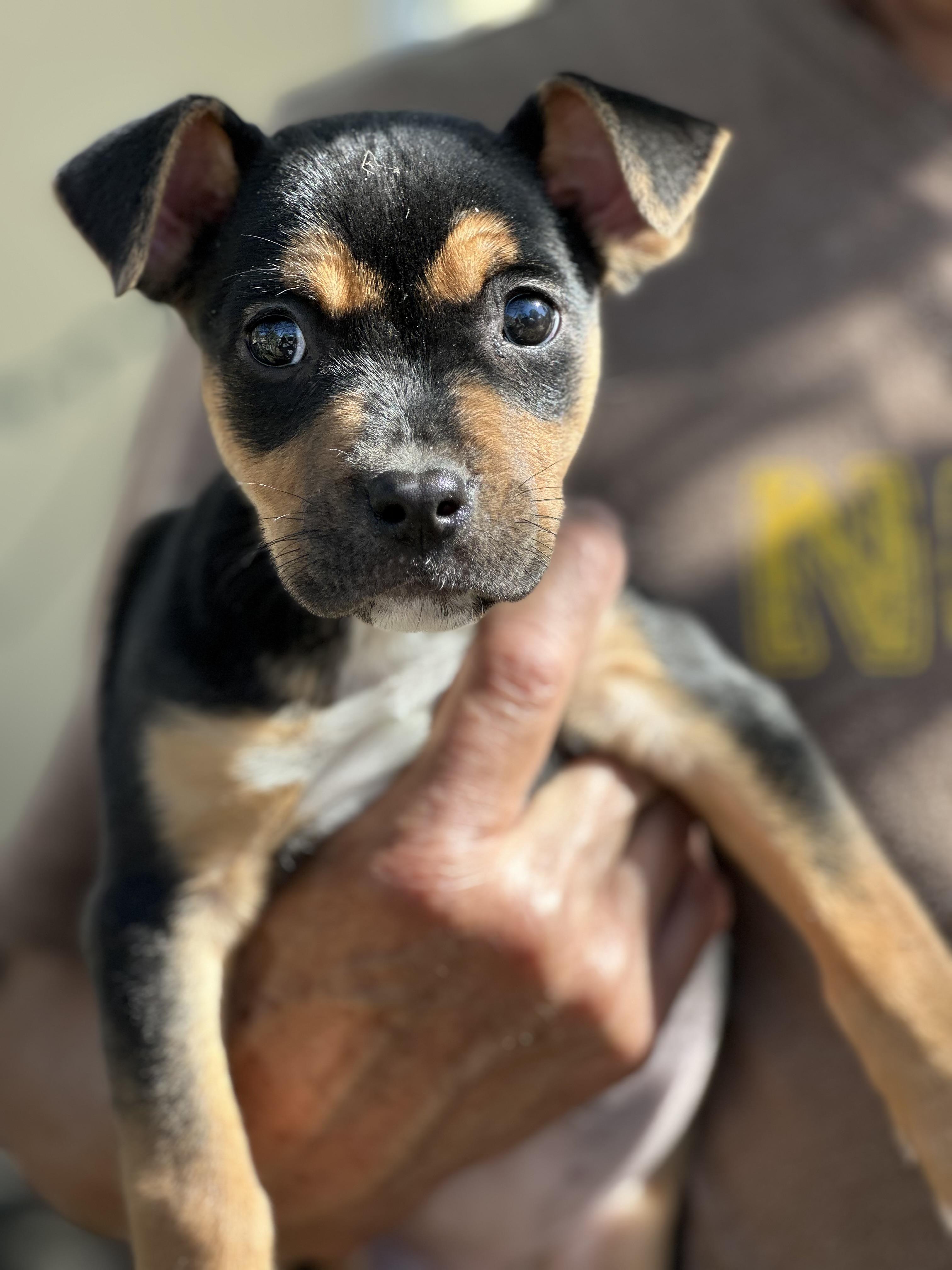 Venus , Adoptable, Puppy Female Labrador Retriever.