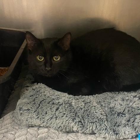 Enlarge Mikolka, a Adoptable Domestic Short Hair in Chehalis, WA image 1/1