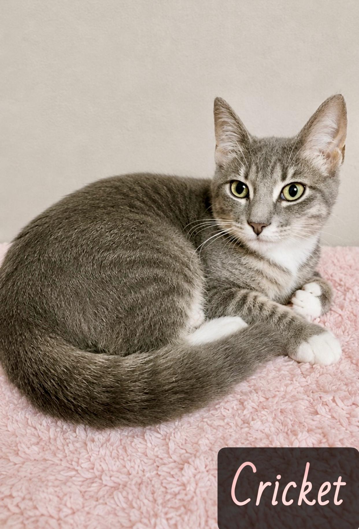 Cricket, adopted, Young Female Domestic Short Hair.