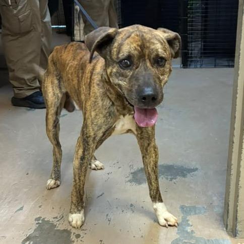 Paws Malone, Adoptable, Adult Male Mixed Breed.
