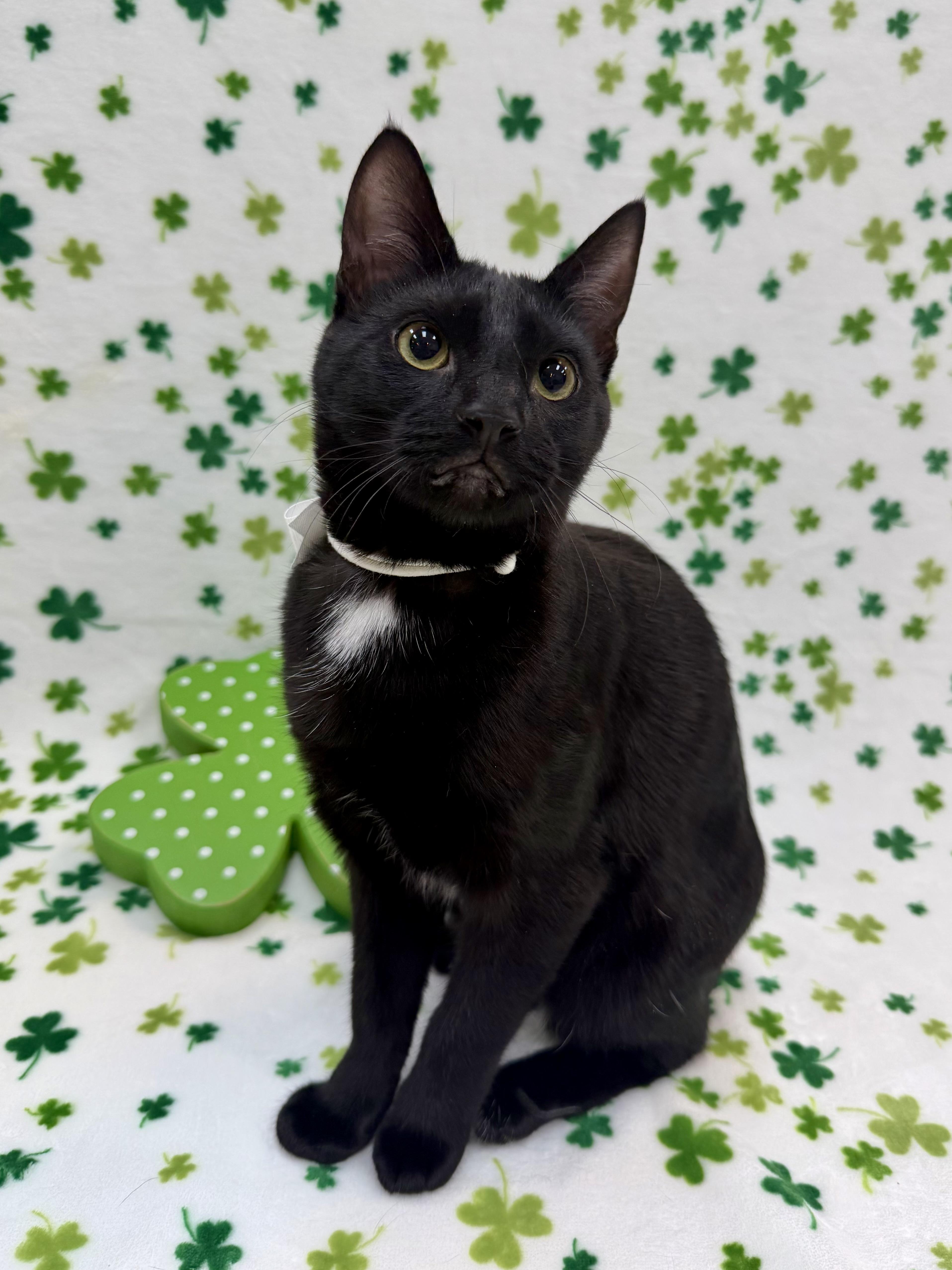 Sashimi, Adoptable, Young Female Domestic Short Hair.