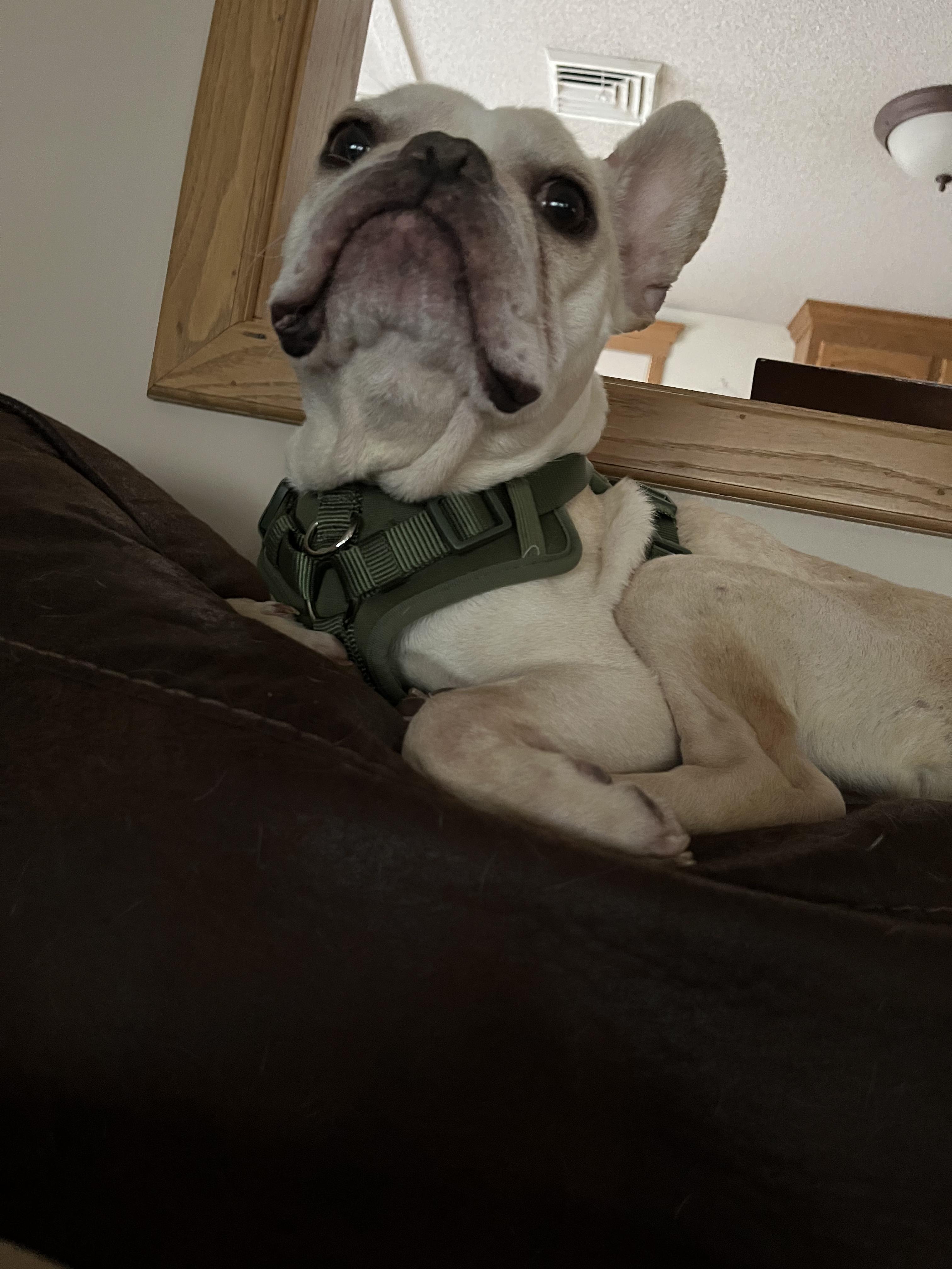 Simon, ADOPTABLE, Young Male French Bulldog.