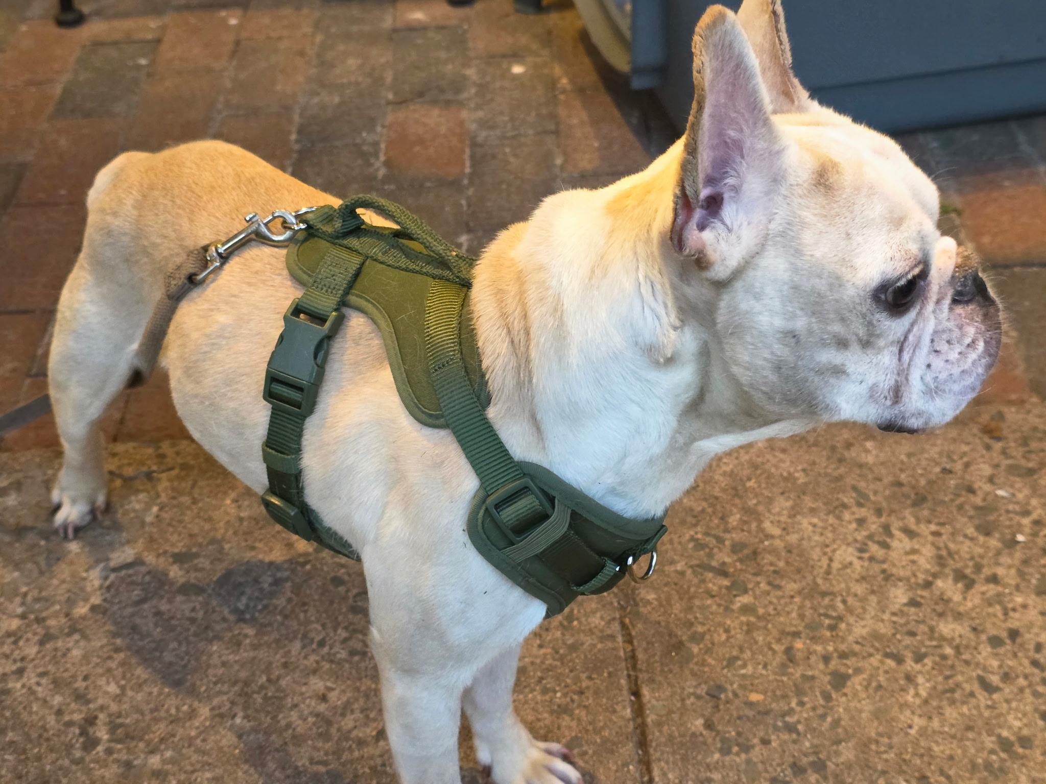 Simon, a ADOPTABLE French Bulldog in Southington, CT image 3/4