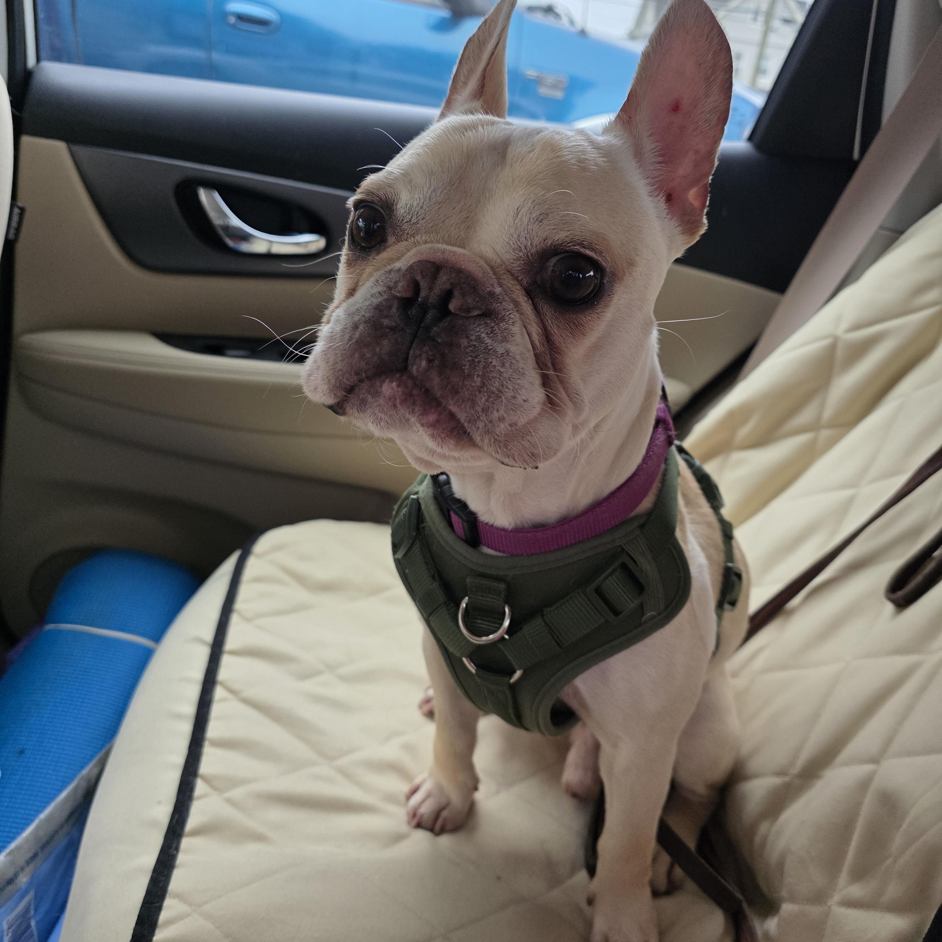Enlarge Simon, a ADOPTABLE French Bulldog in Southington, CT image 2/5