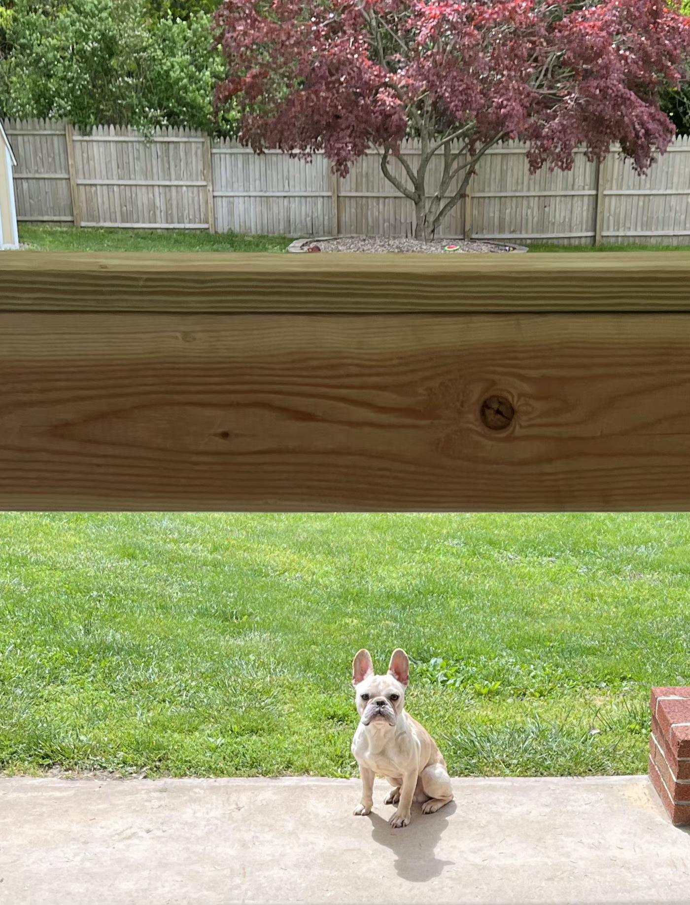 Simon, a ADOPTABLE French Bulldog in Southington, CT image 1/4