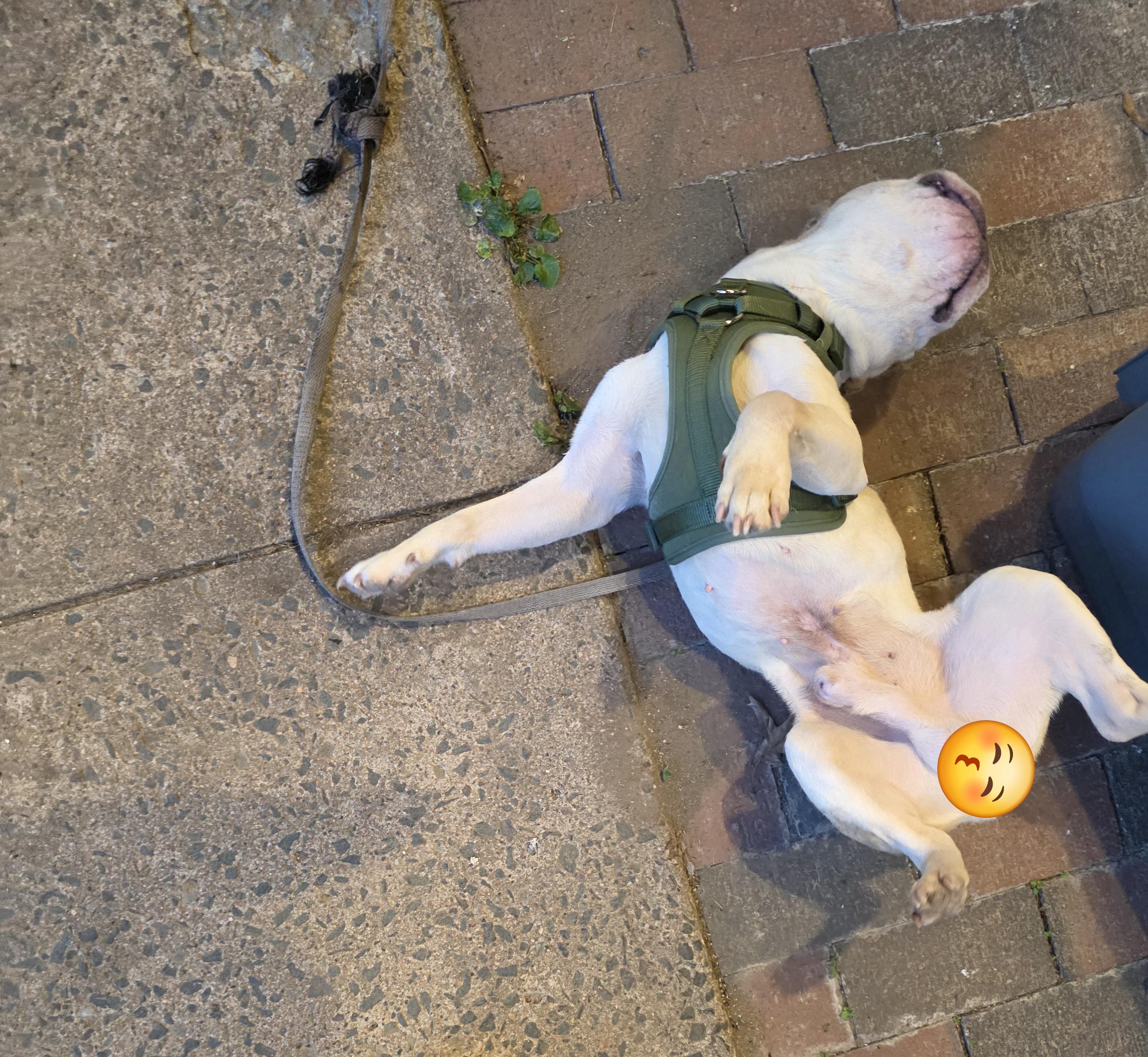 Simon, a ADOPTABLE French Bulldog in Southington, CT image 4/4