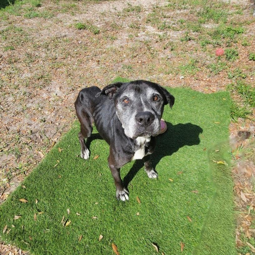 Oscar, a Adoptable Mixed Breed in Lake Panasoffkee, FL image 1/6