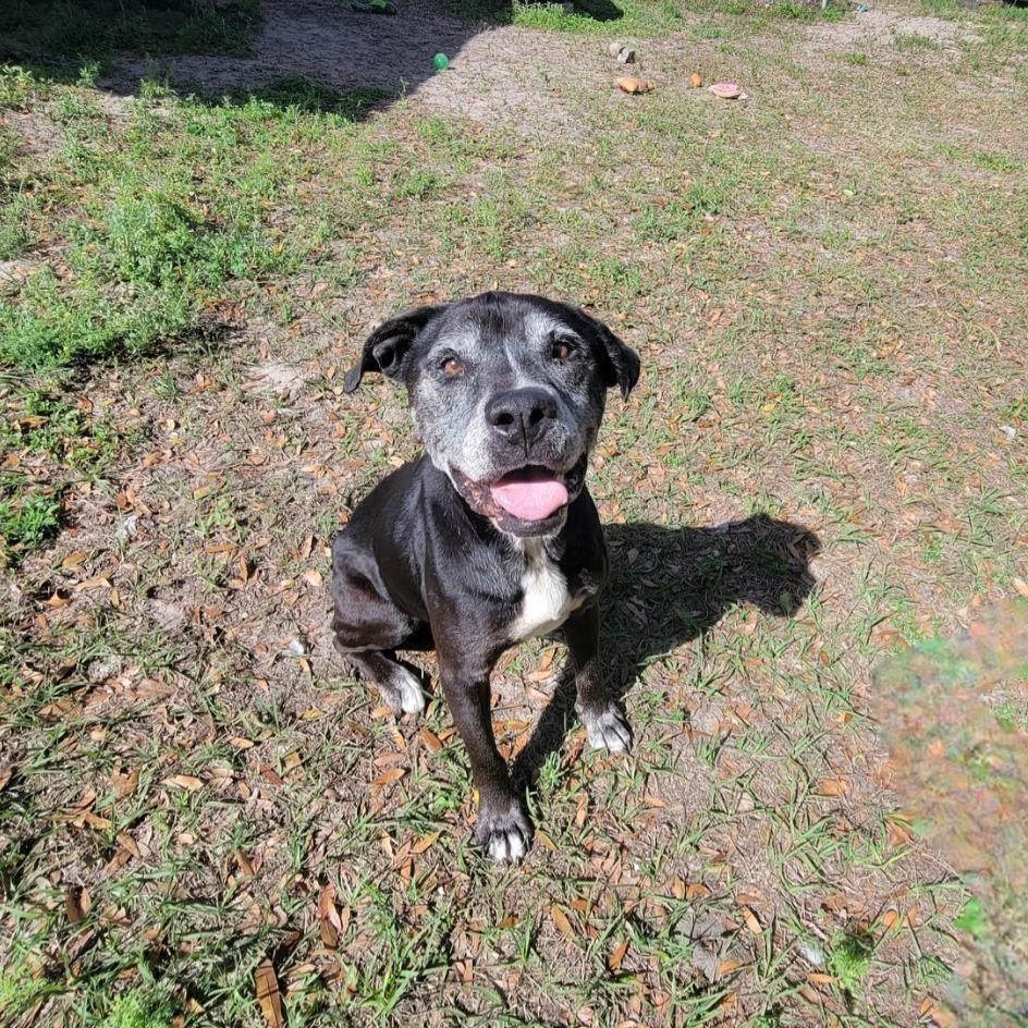 Enlarge Oscar, a Adoptable Mixed Breed in Lake Panasoffkee, FL image 1/6