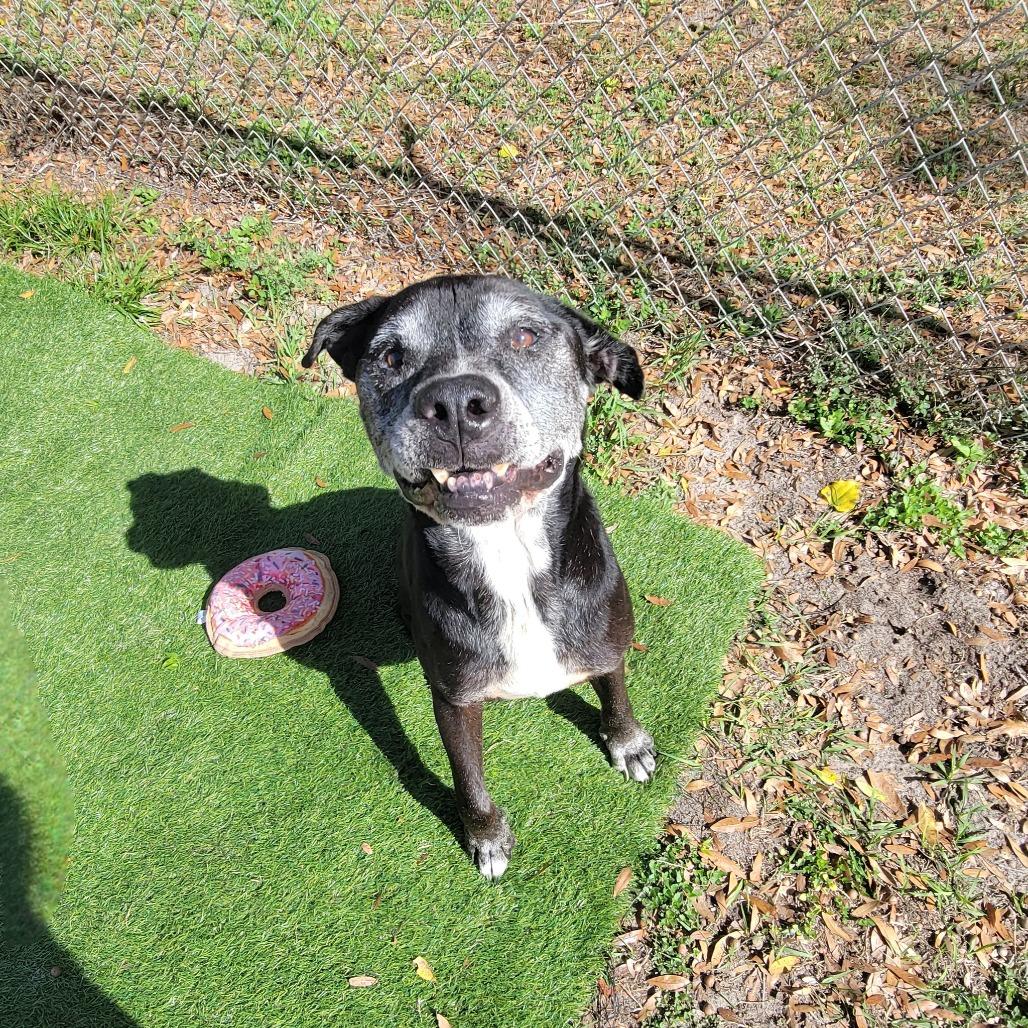Enlarge Oscar, a Adoptable Mixed Breed in Lake Panasoffkee, FL image 2/6